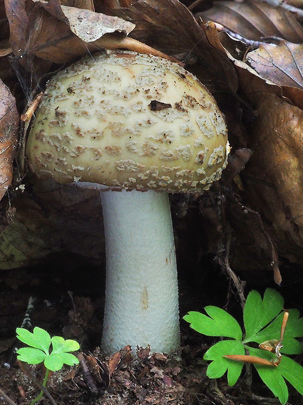 muchotrávka červenkastá Amanita rubescens Pers.