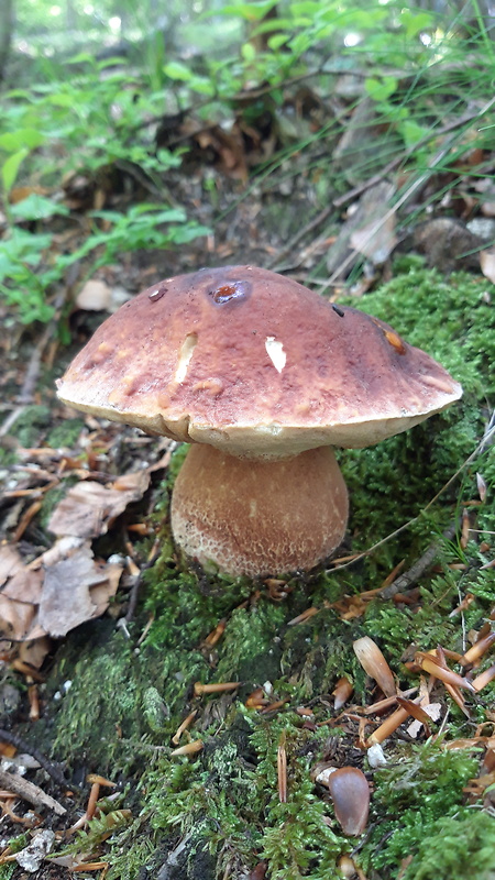 hríb sosnový Boletus pinophilus Pil. et Dermek in Pil.