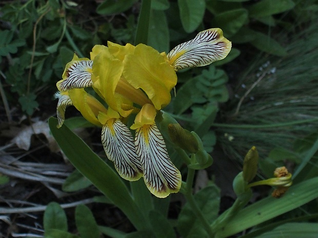 kosatec dvojfarebný Iris variegata L.