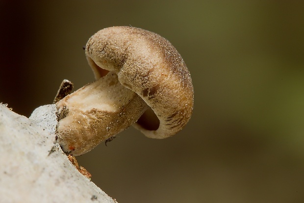 trúdnik Polyporus sp.