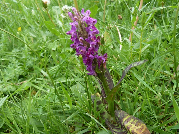 vstavačovec Dactylorhiza sp.