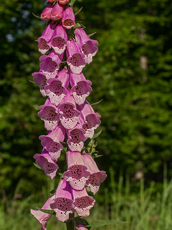 náprstník červený Digitalis purpurea L.