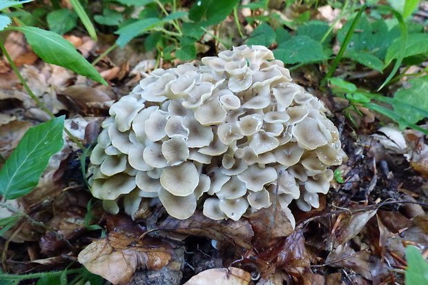 trúdnik klobúčkatý Polyporus umbellatus (Pers.) Fr.