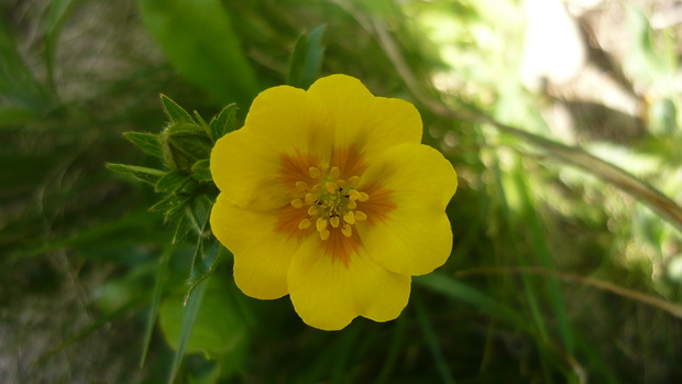 nátržník zlatý Potentilla aurea L.