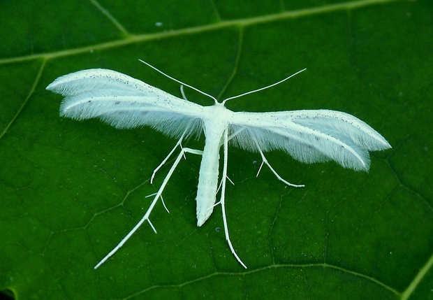 pierkavec povojový Pterophorus pentadactyla