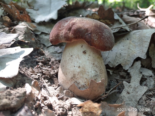 hríb dubový Boletus reticulatus Schaeff.