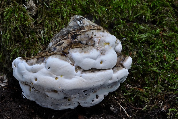 lesklokôrovka plochá Ganoderma applanatum (Pers.) Pat.