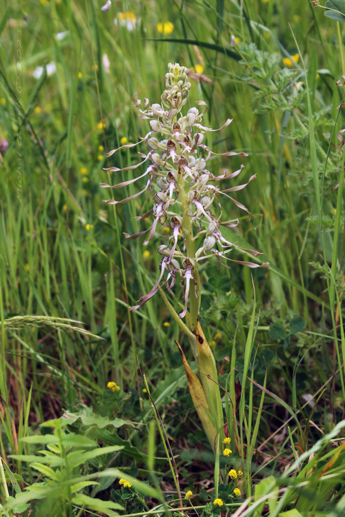 jazýčkovec Himantoglossum hircinum (L.) Spreng.