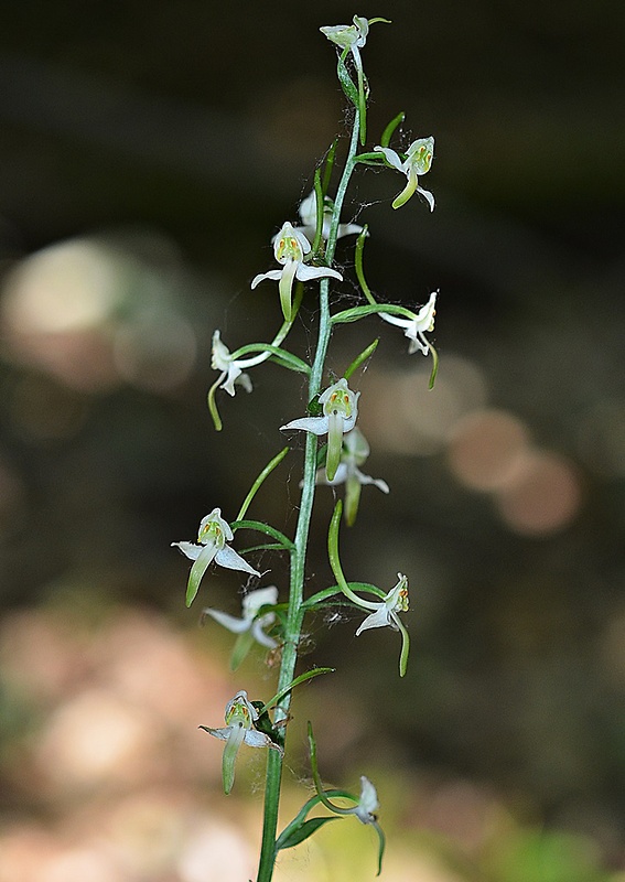 vemenník zelenkastý Platanthera chlorantha (Custer) Reinchenb.