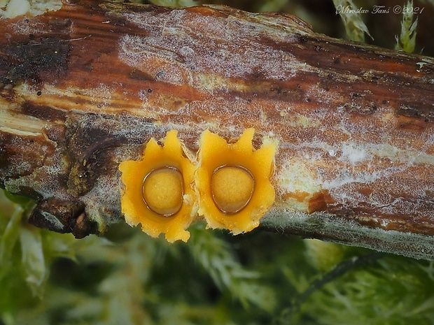 hrachovec hviezdovitý Sphaerobolus stellatus Tode