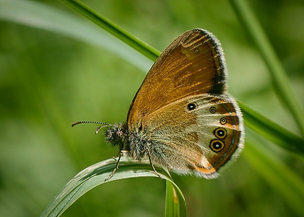 očkáň medničkový Coenonympha arcania