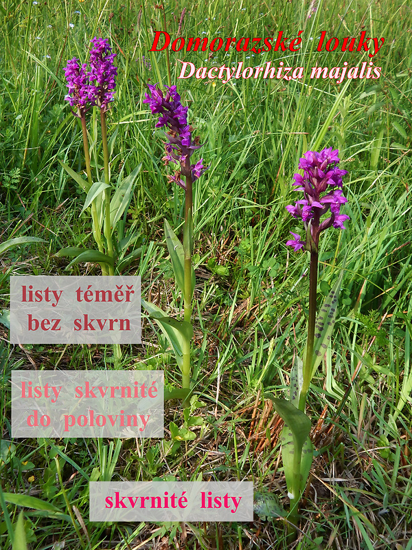 vstavačovec májový pravý Dactylorhiza majalis subsp. majalis (Reincherb.) Hunt & Summerh.