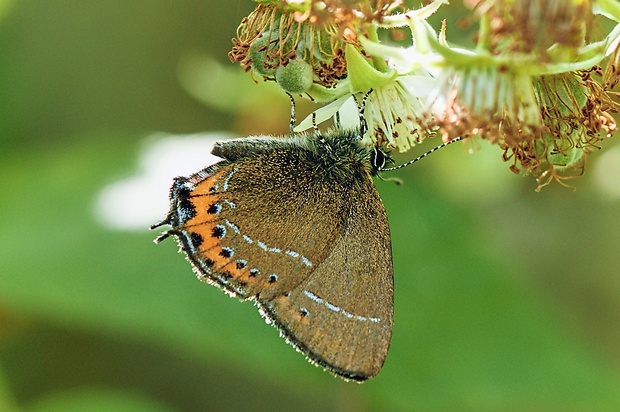 ostrôžkár slivkový Satyrium pruni