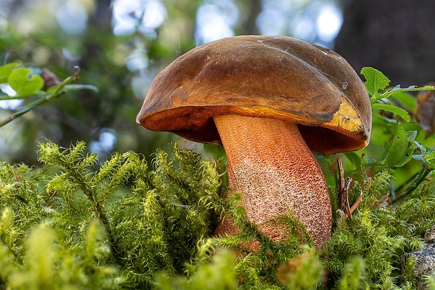 hríb zrnitohlúbikový Sutorius luridiformis (Rostk.) G. Wu & Zhu L. Yang