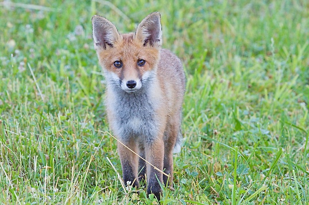 líška hrdzavá Vulpes vulpes