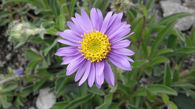 astra alpínska Aster alpinus L.