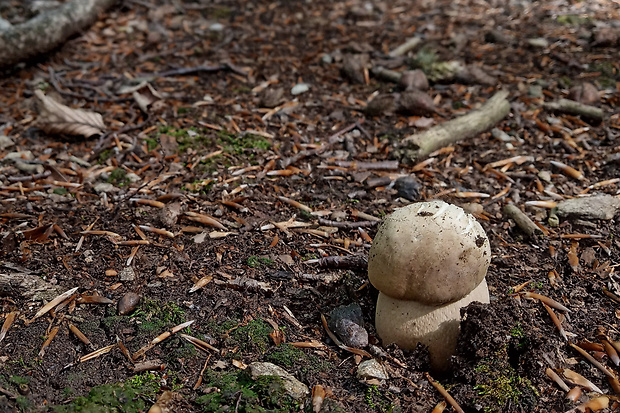 hríb dubový Boletus reticulatus Schaeff.