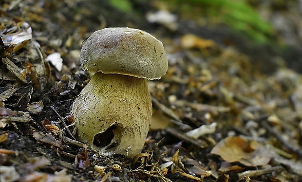 hríb dubový Boletus reticulatus Schaeff.