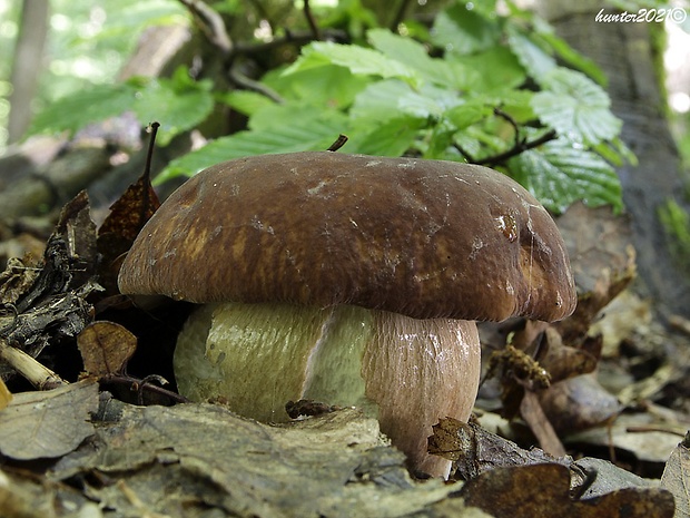 hríb dubový Boletus reticulatus Schaeff.