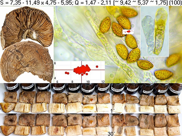 pavučinovec Dionýzov Cortinarius dionysae f. olivaceus Rob. Henry ex Bidaud & Carteret