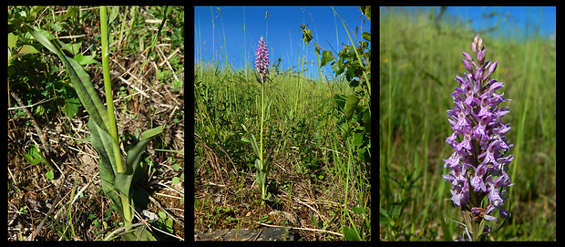 vstavačovec Dactylorhiza x kerneriorum (Soó) Soó