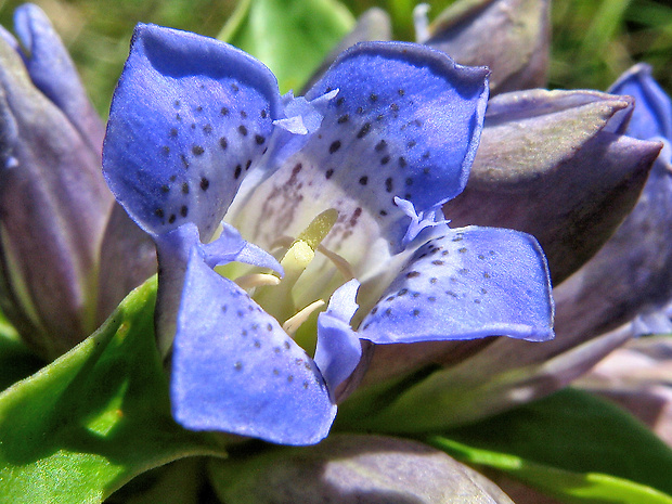 horec krížatý Gentiana cruciata L.