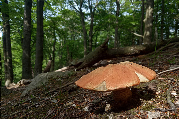 kozák dubový Leccinum aurantiacum (Bull.) Gray