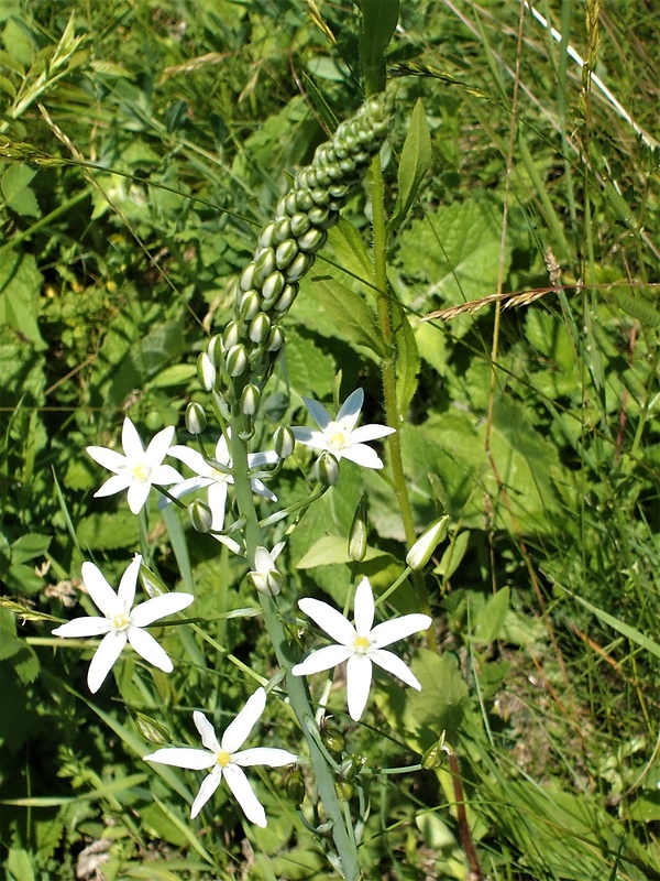 bledavka ihlanovitá Ornithogalum brevistylum Wolfner