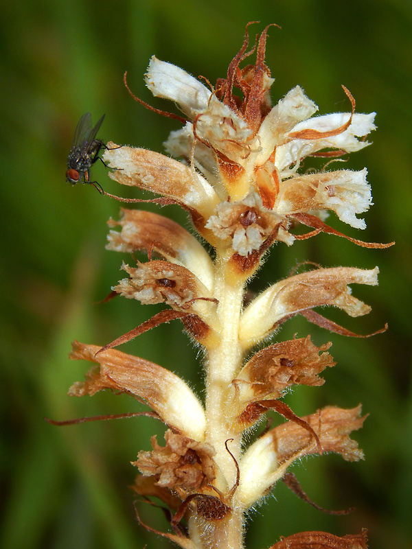 záraza horčíková Orobanche picridis F. W. Schultz