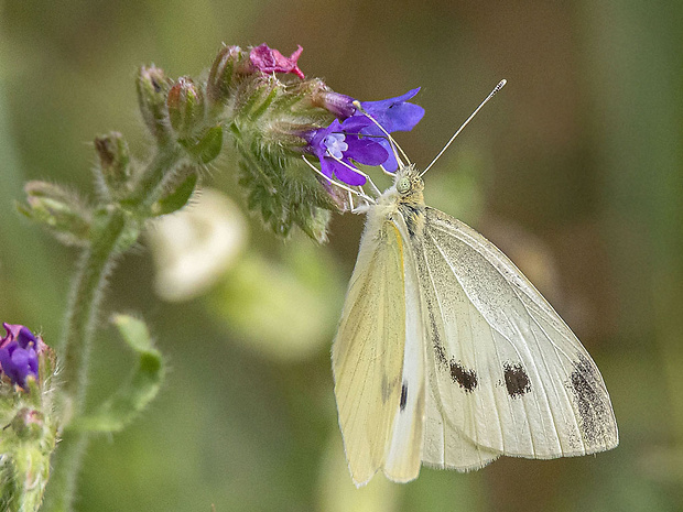 mlynárik repový Pieris rapae