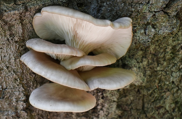 hliva buková Pleurotus pulmonarius (Fr.) Quél.