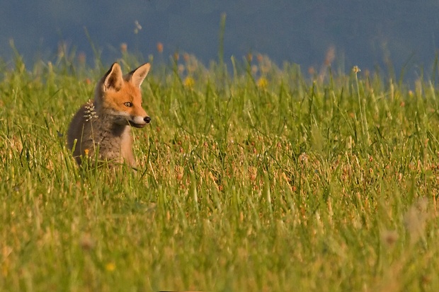 líška hrdzavá  Vulpes vulpes