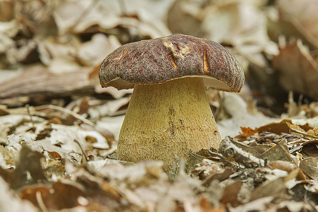 hríb dubový Boletus reticulatus Schaeff.