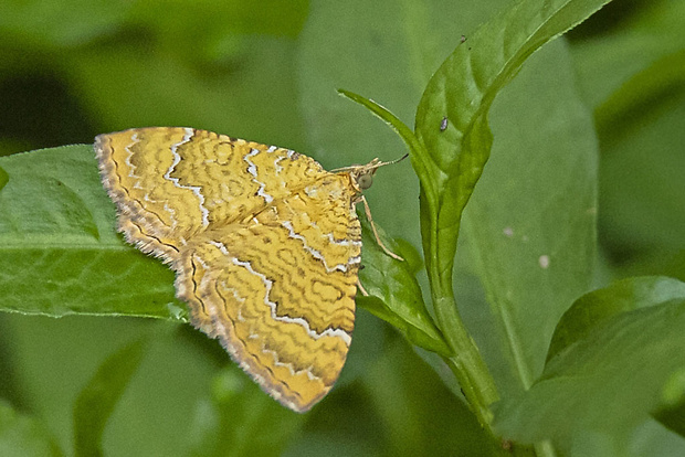 piadivka žihľavová  Camptogramma bilineata