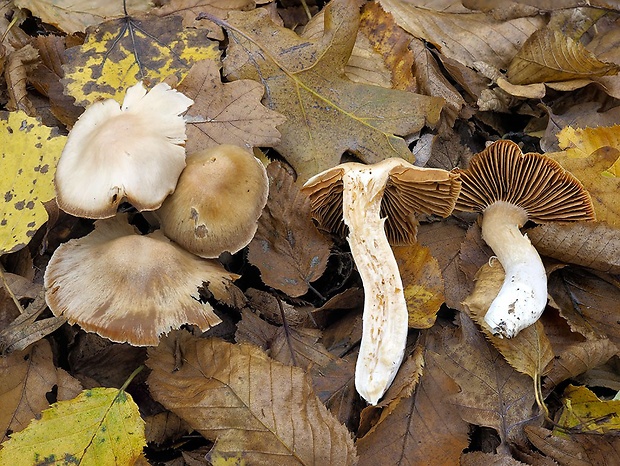 pavučinovec strohý Cortinarius furtimornatus Rob. Henry