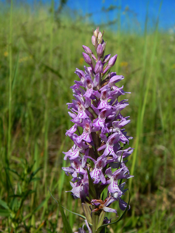 vstavačovec Dactylorhiza x kerneriorum (Soó) Soó