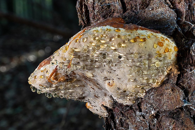 práchnovček pásikavý Fomitopsis pinicola (Sw.) P. Karst.