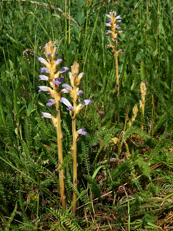 zárazovec purpurový Phelipanche purpurea (Jacq.) Soják