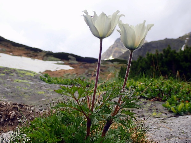 poniklec biely Pulsatilla scherfelii (Ullepitsch) Skalický