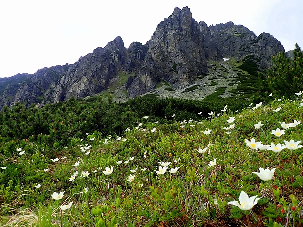 poniklec biely Pulsatilla scherfelii (Ullepitsch) Skalický