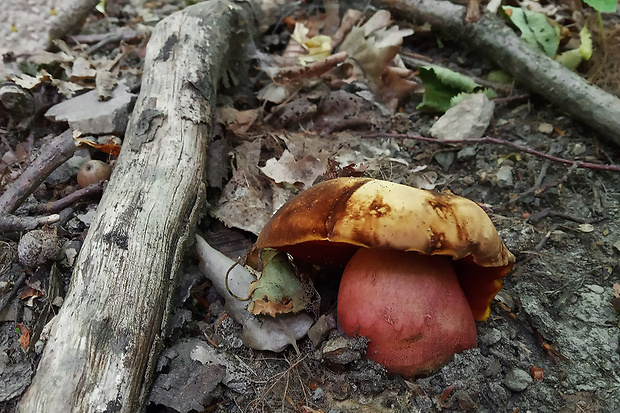 hríb zrnitohlúbikový Sutorius luridiformis (Rostk.) G. Wu & Zhu L. Yang