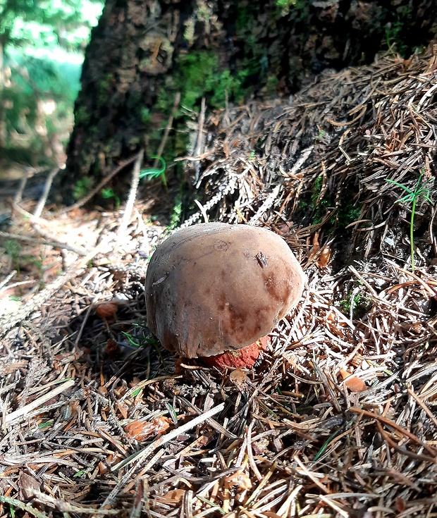 hríb zrnitohlúbikový Sutorius luridiformis (Rostk.) G. Wu & Zhu L. Yang