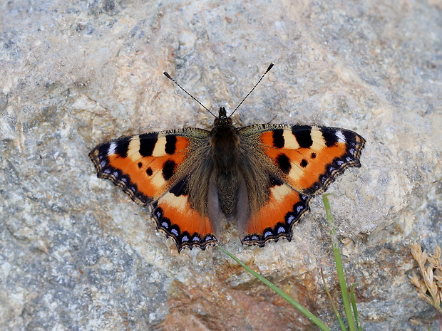 babôčka pŕhľavová  Aglais urticae