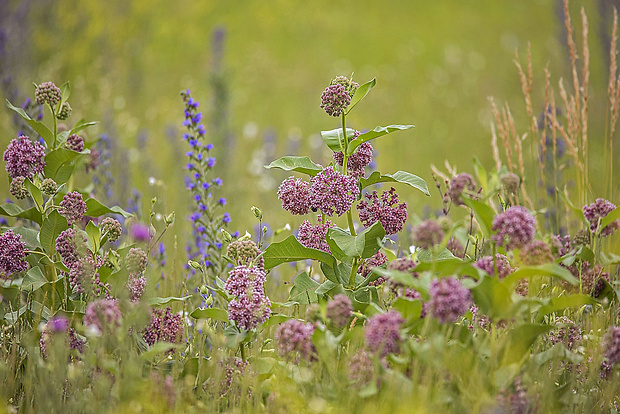 glejovka americká Asclepias syriaca L.