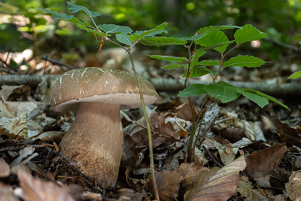 hríb dubový Boletus reticulatus Schaeff.