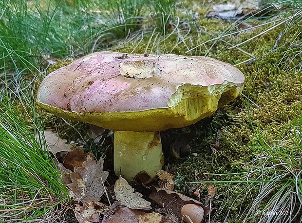 hríb kráľovský Butyriboletus regius (Krombh.) D. Arora & J.L. Frank