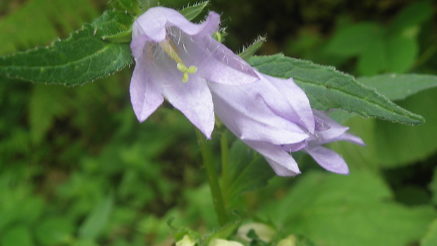 zvonček pŕhľavolistý Campanula trachelium L.