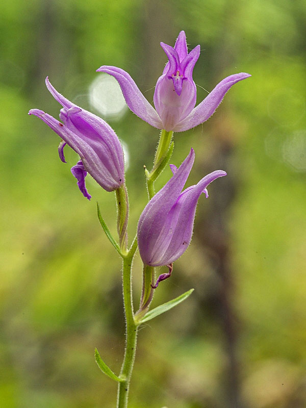 prilbovka červená Cephalanthera rubra (L.) Rich.