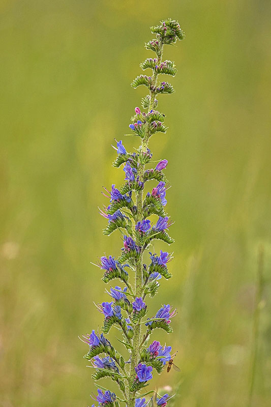 hadinec obyčajný Echium vulgare L.