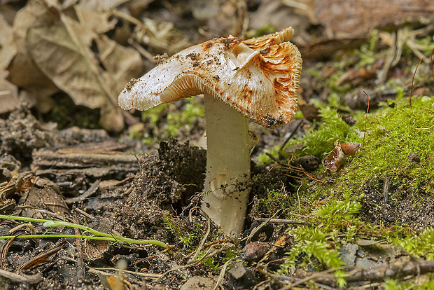 vláknica Patouillardova Inosperma erubescens (A. Blytt) Matheny & Esteve-Rav.